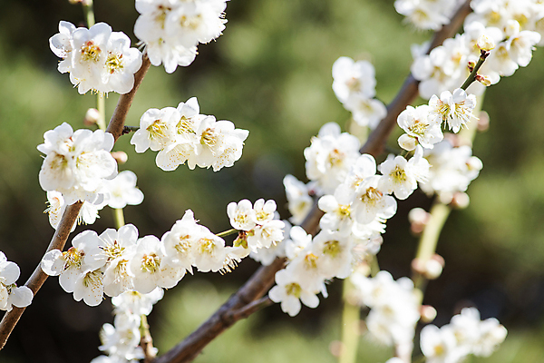 포토 JPG 식물 자연 휴식 풍경 사람없음 야외 아웃포커스 봄 나뭇가지 매화 힐링 국내포토 나무 계절 꽃 컨셉 촬영기법 생태계 파일형식