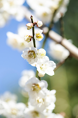 포토 JPG 식물 자연 휴식 풍경 사람없음 야외 아웃포커스 봄 나뭇가지 매화 힐링 국내포토 나무 계절 꽃 컨셉 촬영기법 생태계 파일형식