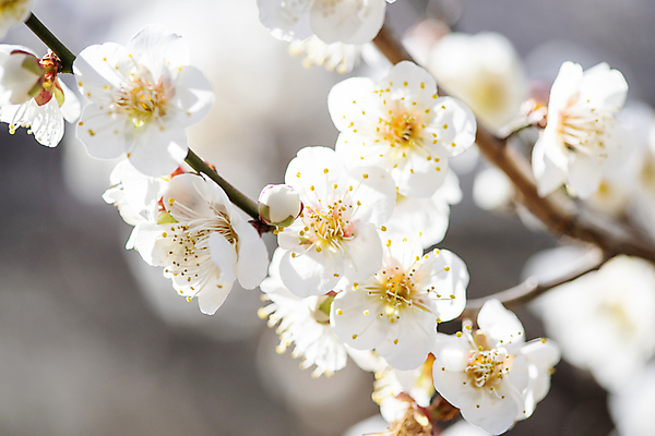 포토 JPG 식물 자연 휴식 풍경 사람없음 야외 봄 나뭇가지 매화 힐링 국내포토 나무 계절 꽃 컨셉 생태계 파일형식