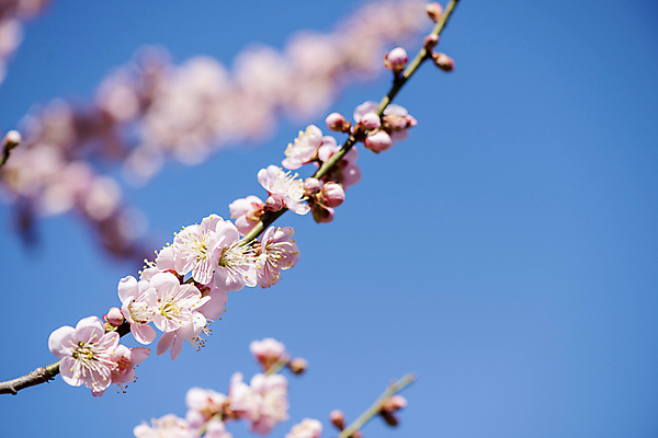 포토 JPG 식물 자연 휴식 풍경 사람없음 야외 아웃포커스 봄 나뭇가지 매화 힐링 홍매화 국내포토 나무 계절 꽃 컨셉 촬영기법 생태계 파일형식