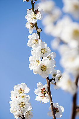 포토 JPG 식물 자연 휴식 풍경 사람없음 야외 아웃포커스 봄 나뭇가지 매화 힐링 국내포토 나무 계절 꽃 컨셉 촬영기법 생태계 파일형식