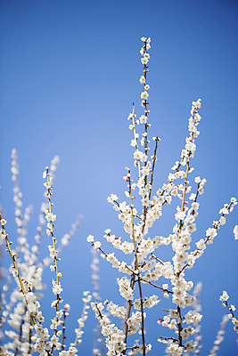 포토 JPG 식물 자연 휴식 풍경 사람없음 야외 봄 나뭇가지 매화 힐링 국내포토 나무 계절 꽃 컨셉 생태계 파일형식