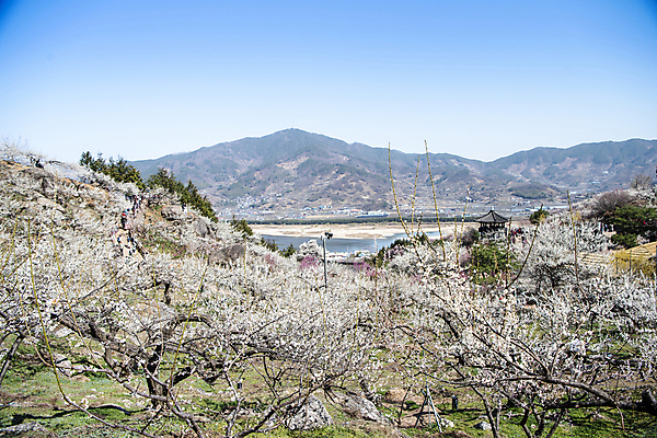 포토 JPG 식물 자연 휴식 산 기와 풍경 사람없음 야외 물 봄 정자 매화 힐링 국내포토 자연요소 건축물 계절 꽃 컨셉 생태계 파일형식