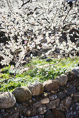 포토 JPG 식물 자연 휴식 돌담 풍경 사람없음 야외 봄 매화 힐링 국내포토 계절 꽃 컨셉 담장 돌_바위 생태계 파일형식