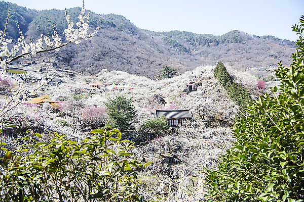 포토 JPG 식물 자연 휴식 기와 기와집 풍경 사람없음 야외 봄 언덕 매화 힐링 국내포토 계절 꽃 컨셉 한옥 생태계 파일형식