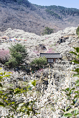 포토 JPG 식물 자연 휴식 기와 기와집 풍경 사람없음 야외 봄 언덕 매화 힐링 국내포토 계절 꽃 컨셉 한옥 생태계 파일형식