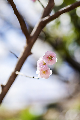 포토 JPG 식물 자연 휴식 풍경 사람없음 야외 아웃포커스 봄 나뭇가지 매화 힐링 홍매화 국내포토 나무 계절 꽃 컨셉 촬영기법 생태계 파일형식