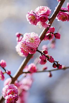 포토 JPG 식물 분홍색 자연 휴식 풍경 사람없음 야외 아웃포커스 봄 나뭇가지 매화 힐링 홍매화 국내포토 나무 계절 꽃 컬러 컨셉 촬영기법 생태계 파일형식