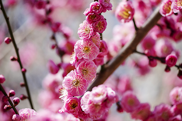 포토 JPG 식물 분홍색 자연 휴식 풍경 사람없음 야외 아웃포커스 봄 나뭇가지 매화 힐링 홍매화 국내포토 나무 계절 꽃 컬러 컨셉 촬영기법 생태계 파일형식