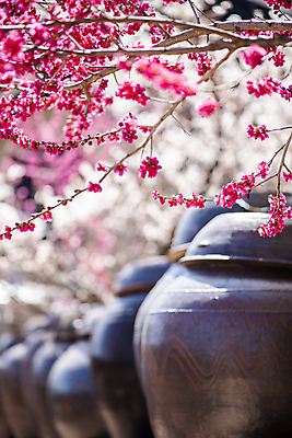 포토 JPG 식물 전통 자연 휴식 기와 풍경 사람없음 야외 아웃포커스 봄 나뭇가지 소나무 항아리 정자 매화 힐링 홍매화 국내포토 나무 건축물 계절 꽃 컨셉 촬영기법 도자기 생태계 파일형식