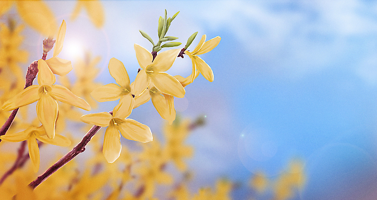 PSD 식물 구름 꽃 백그라운드 일러스트 자연 사람없음 햇빛 노란색 맑음 봄 나뭇가지 개나리 국내일러스트 자연요소 나무 계절 컬러 날씨 태양 생태계 파일형식