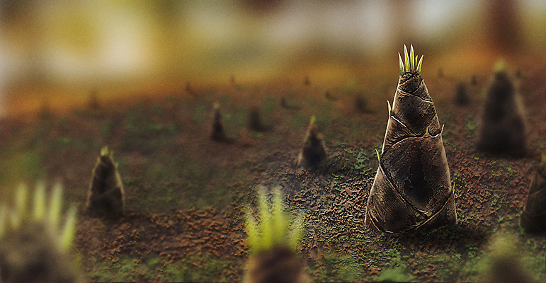 PSD 식물 백그라운드 일러스트 자연 사람없음 갈색 맑음 흙 봄 성장 대나무 죽순 국내일러스트 나무 계절 컬러 날씨 생태계 파일형식