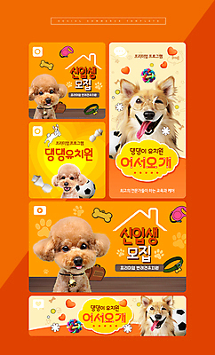 PSD 템플릿 교육 반려견 사람없음 반려동물 귀여움 주황색 유치원 강아지 목줄 모집 개껌 반려 애견유치원 믹스견 이미지템플릿 동물 컬러 컨셉 개 파일형식 반려용품
