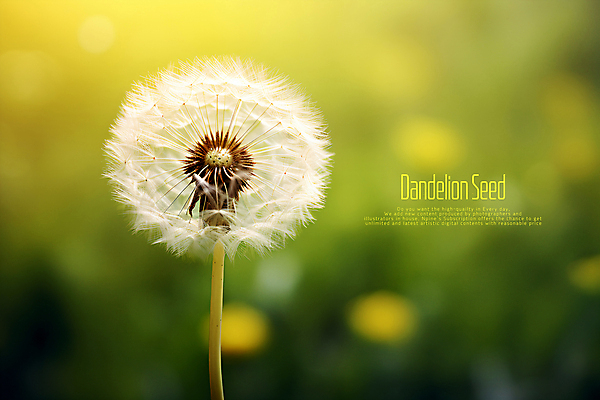 PSD 편집이미지 씨앗 사람없음 초록색 민들레홀씨 카피스페이스 이미지편집 식물 컬러 공백 민들레 파일형식