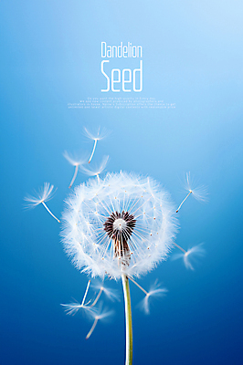 PSD 편집이미지 씨앗 사람없음 파란색 민들레홀씨 카피스페이스 이미지편집 식물 컬러 공백 민들레 파일형식