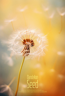 PSD 편집이미지 씨앗 사람없음 주황색 민들레홀씨 카피스페이스 이미지편집 식물 컬러 공백 민들레 파일형식