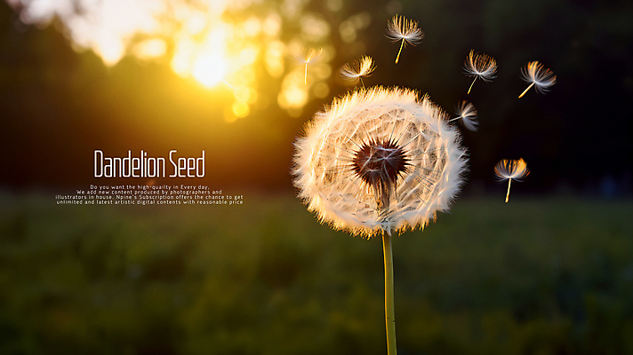 PSD 편집이미지 씨앗 사람없음 노을 주황색 민들레홀씨 카피스페이스 이미지편집 자연요소 식물 컬러 공백 민들레 파일형식