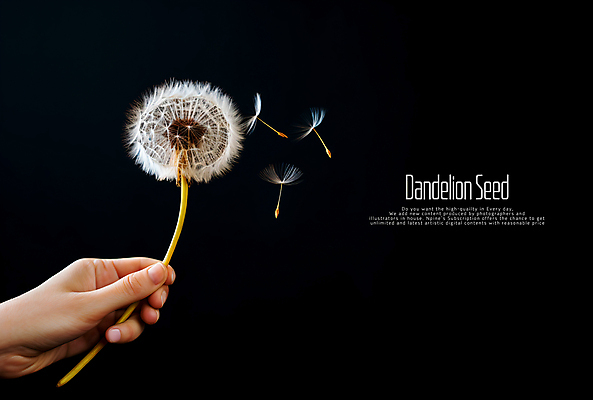 PSD 편집이미지 손 씨앗 신체부위 검은색 민들레홀씨 카피스페이스 이미지편집 식물 컬러 사람 공백 민들레 파일형식