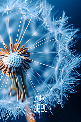 PSD 편집이미지 씨앗 사람없음 파란색 민들레홀씨 이미지편집 식물 컬러 민들레 파일형식