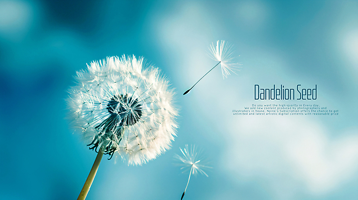 PSD 편집이미지 씨앗 사람없음 파란색 민들레홀씨 카피스페이스 이미지편집 식물 컬러 공백 민들레 파일형식