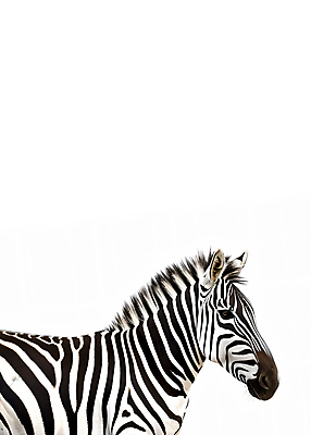 JPG 동물 편집이미지 사람없음 흰색 얼룩말 카피스페이스 편집실사 AI포토 AI콘텐츠 컬러 공백 말_동물 CG 파일형식