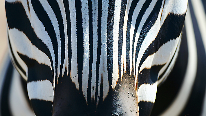 JPG 동물 편집이미지 아프리카 근접촬영 사람없음 얼룩말 편집실사 AI포토 AI콘텐츠 나라 뷰포인트 말_동물 CG 파일형식