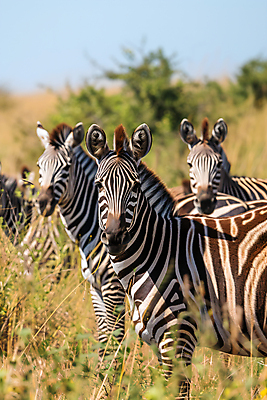 JPG 식물 동물 편집이미지 아프리카 자연 하늘 사람없음 얼룩말 편집실사 AI포토 AI콘텐츠 나라 말_동물 CG 생태계 파일형식