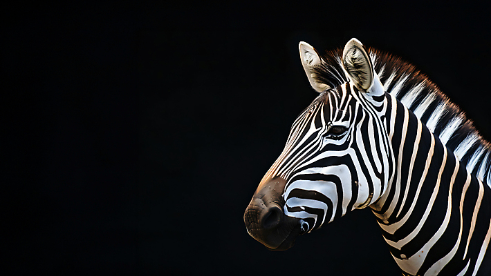 JPG 동물 편집이미지 사람없음 검은색 얼룩말 카피스페이스 편집실사 AI포토 AI콘텐츠 컬러 공백 말_동물 CG 파일형식