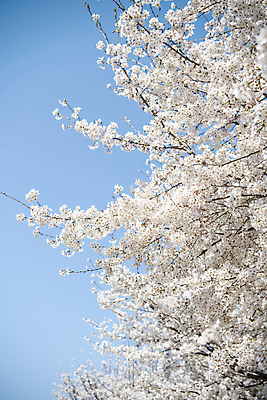 포토 JPG 나무 자연 하늘 풍경 사람없음 야외 맑음 봄풍경 봄 벚꽃 벚나무 국내포토 식물 계절 꽃 날씨 생태계 파일형식