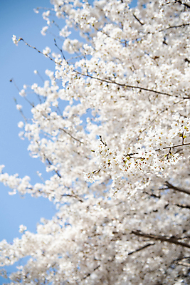포토 JPG 나무 자연 하늘 풍경 사람없음 야외 맑음 봄풍경 봄 벚꽃 벚나무 국내포토 식물 계절 꽃 날씨 생태계 파일형식