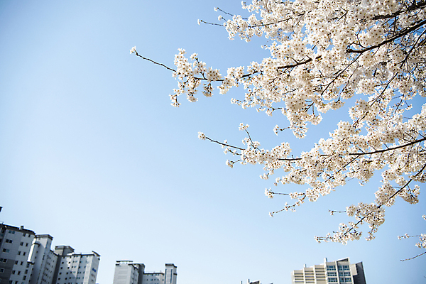 포토 JPG 나무 자연 하늘 풍경 사람없음 야외 건물 맑음 봄풍경 봄 벚꽃 벚나무 국내포토 식물 건축물 계절 꽃 날씨 생태계 파일형식