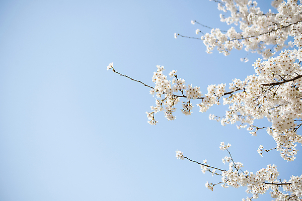 포토 JPG 나무 자연 하늘 풍경 사람없음 야외 맑음 봄풍경 봄 벚꽃 벚나무 국내포토 식물 계절 꽃 날씨 생태계 파일형식