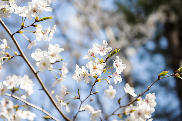포토 JPG 나무 자연 하늘 풍경 사람없음 야외 맑음 봄풍경 봄 벚꽃 벚나무 개나리 국내포토 식물 계절 꽃 날씨 생태계 파일형식