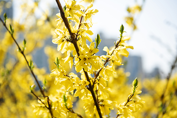 포토 JPG 나무 잎 자연 하늘 풍경 사람없음 야외 맑음 봄풍경 봄 개나리 국내포토 식물 계절 꽃 날씨 생태계 파일형식