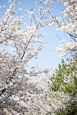 포토 JPG 나무 자연 하늘 풍경 사람없음 야외 맑음 봄풍경 봄 벚꽃 벚나무 국내포토 식물 계절 꽃 날씨 생태계 파일형식