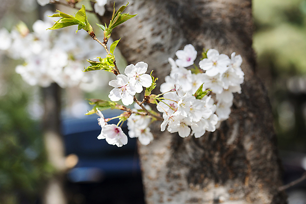 포토 JPG 나무 자연 하늘 풍경 사람없음 야외 맑음 봄풍경 봄 벚꽃 벚나무 국내포토 식물 계절 꽃 날씨 생태계 파일형식