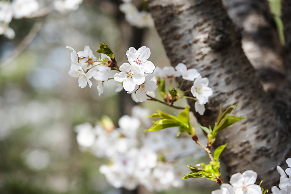 포토 JPG 나무 자연 하늘 풍경 사람없음 야외 맑음 봄풍경 봄 벚꽃 벚나무 국내포토 식물 계절 꽃 날씨 생태계 파일형식