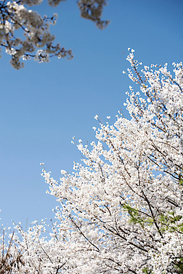 포토 JPG 나무 자연 하늘 풍경 사람없음 야외 맑음 봄풍경 봄 벚꽃 벚나무 국내포토 식물 계절 꽃 날씨 생태계 파일형식