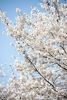 포토 JPG 나무 자연 하늘 풍경 사람없음 야외 맑음 봄풍경 봄 벚꽃 벚나무 국내포토 식물 계절 꽃 날씨 생태계 파일형식