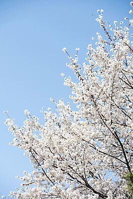 포토 JPG 나무 자연 하늘 풍경 사람없음 야외 맑음 봄풍경 봄 벚꽃 벚나무 국내포토 식물 계절 꽃 날씨 생태계 파일형식