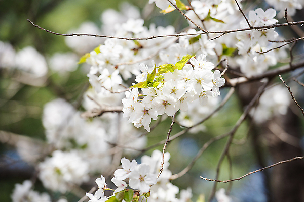 포토 JPG 나무 자연 하늘 풍경 사람없음 야외 맑음 봄풍경 봄 벚꽃 벚나무 국내포토 식물 계절 꽃 날씨 생태계 파일형식