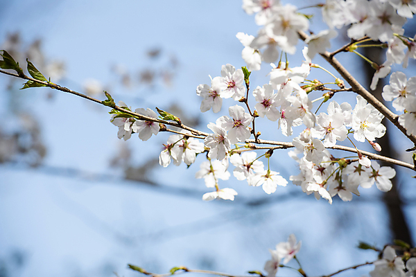 포토 JPG 나무 자연 하늘 풍경 사람없음 야외 맑음 봄풍경 봄 벚꽃 벚나무 국내포토 식물 계절 꽃 날씨 생태계 파일형식