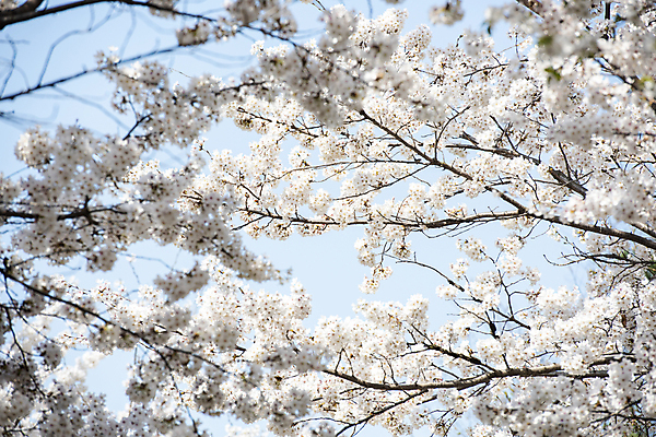 포토 JPG 나무 자연 하늘 풍경 사람없음 야외 맑음 봄풍경 봄 벚꽃 벚나무 국내포토 식물 계절 꽃 날씨 생태계 파일형식
