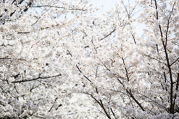 포토 JPG 나무 자연 하늘 풍경 사람없음 야외 맑음 봄풍경 봄 벚꽃 벚나무 국내포토 식물 계절 꽃 날씨 생태계 파일형식
