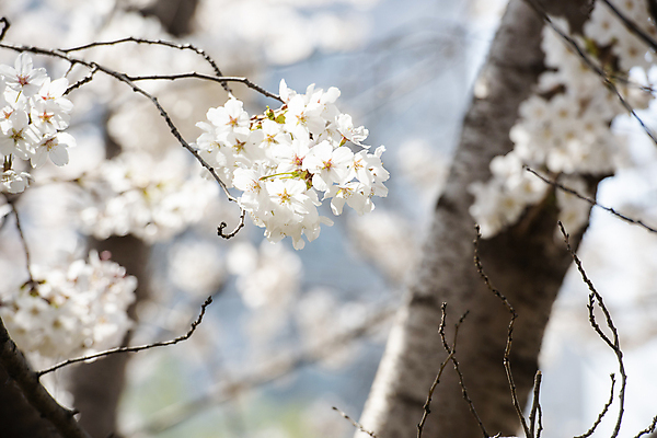 포토 JPG 나무 자연 하늘 풍경 사람없음 야외 맑음 봄풍경 봄 벚꽃 벚나무 국내포토 식물 계절 꽃 날씨 생태계 파일형식