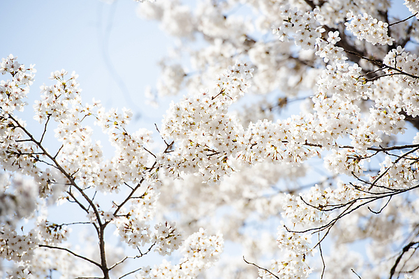 포토 JPG 나무 자연 하늘 풍경 사람없음 야외 맑음 봄풍경 봄 벚꽃 벚나무 국내포토 식물 계절 꽃 날씨 생태계 파일형식