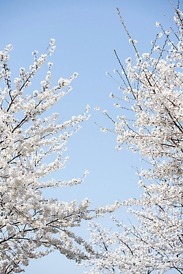 포토 JPG 나무 자연 하늘 풍경 사람없음 야외 맑음 봄풍경 봄 벚꽃 벚나무 국내포토 식물 계절 꽃 날씨 생태계 파일형식