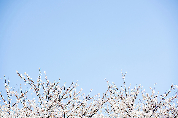 포토 JPG 나무 자연 하늘 풍경 사람없음 야외 맑음 봄풍경 봄 벚꽃 벚나무 국내포토 식물 계절 꽃 날씨 생태계 파일형식