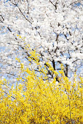 포토 JPG 나무 자연 하늘 풍경 사람없음 야외 맑음 봄풍경 봄 벚꽃 벚나무 개나리 국내포토 식물 계절 꽃 날씨 생태계 파일형식