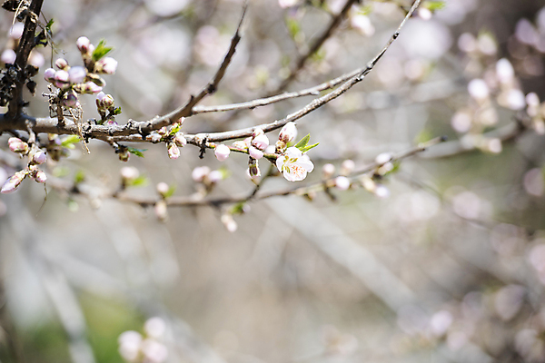 포토 JPG 나무 자연 하늘 풍경 사람없음 야외 맑음 봄풍경 봄 벚꽃 벚나무 국내포토 식물 계절 꽃 날씨 생태계 파일형식